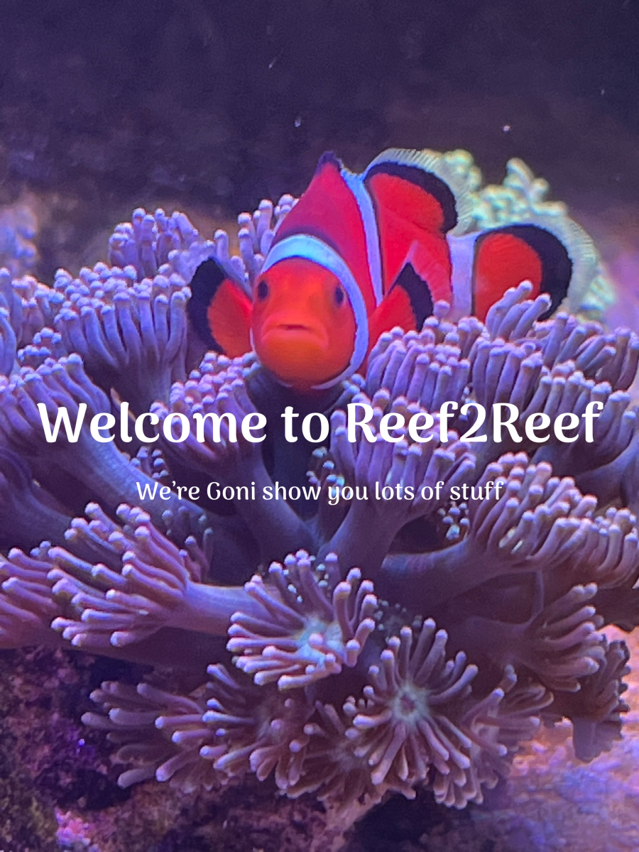 What filter floss do you use?  REEF2REEF Saltwater and Reef