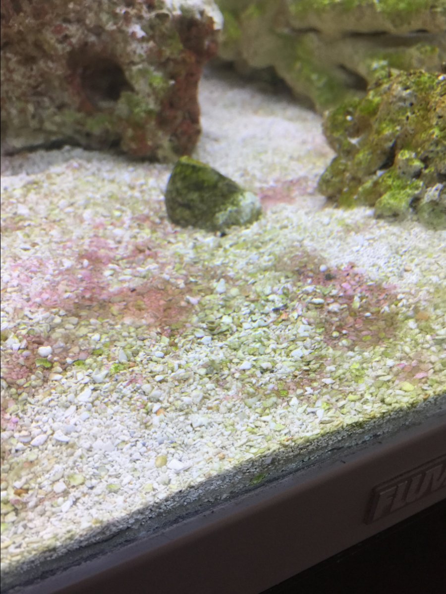 algae?? Saltwater and Reef Aquarium Forum