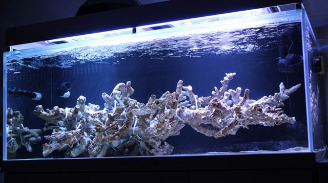 Tonga Branch Rock SHOW ME YOUR SCAPE  REEF2REEF Saltwater and Reef  Aquarium Forum