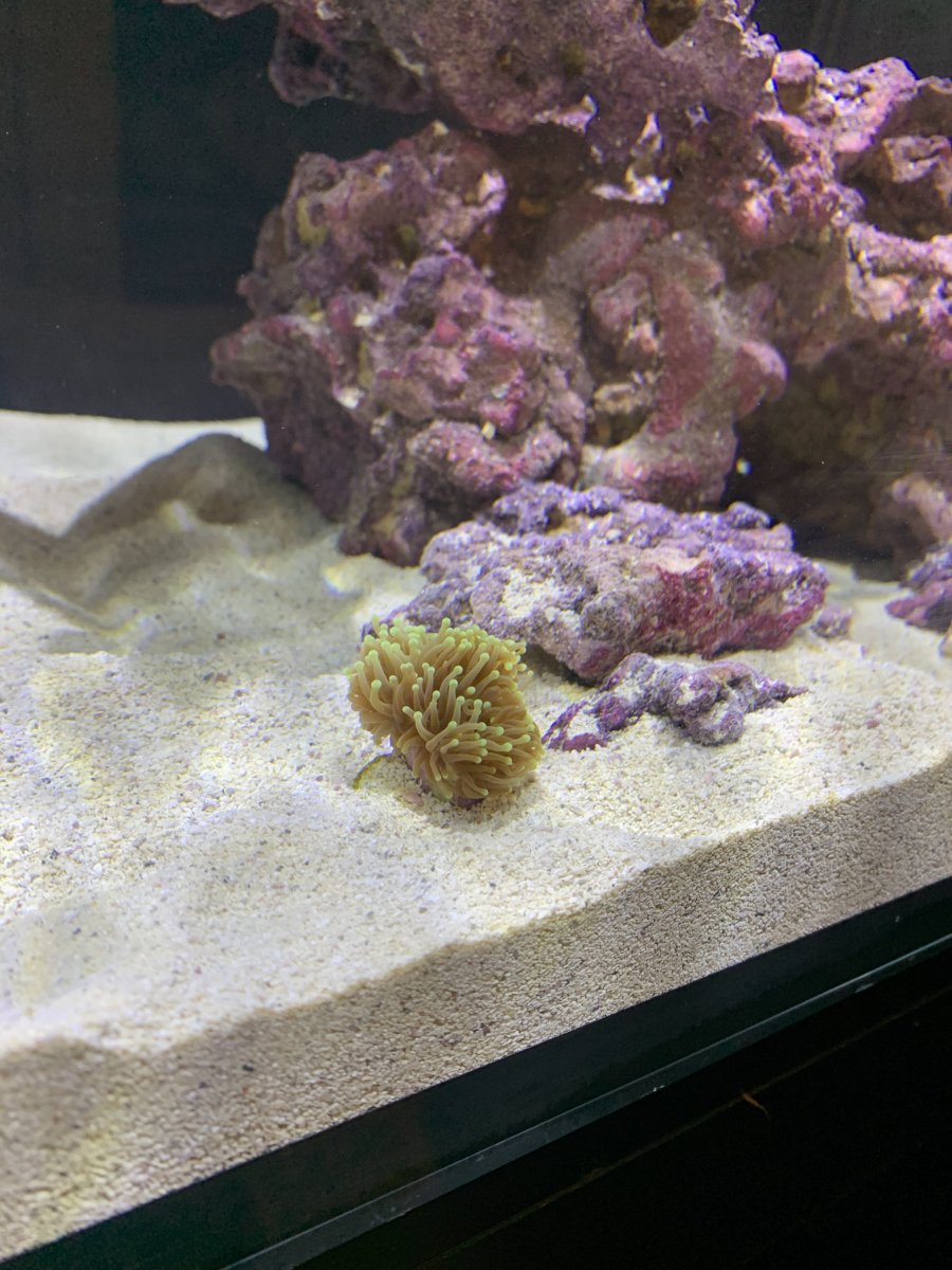 Torch Coral Placement- Is this guy happy? | REEF2REEF Saltwater and Reef  Aquarium Forum