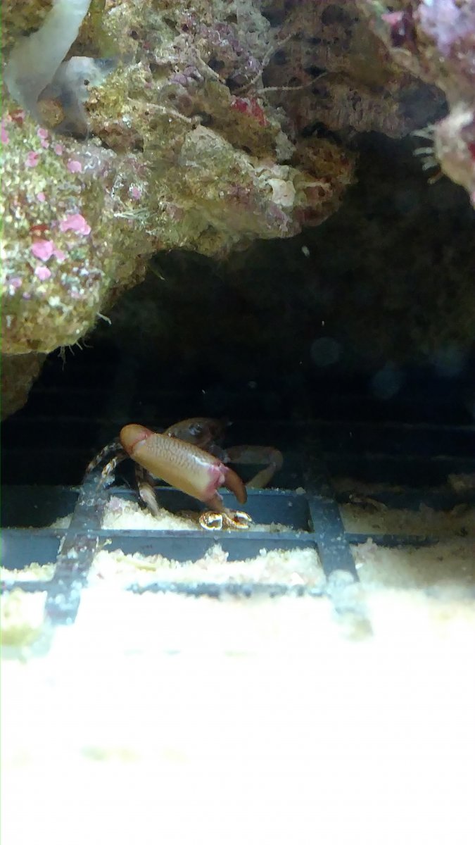 Hitchhiker crab id | Reef2Reef