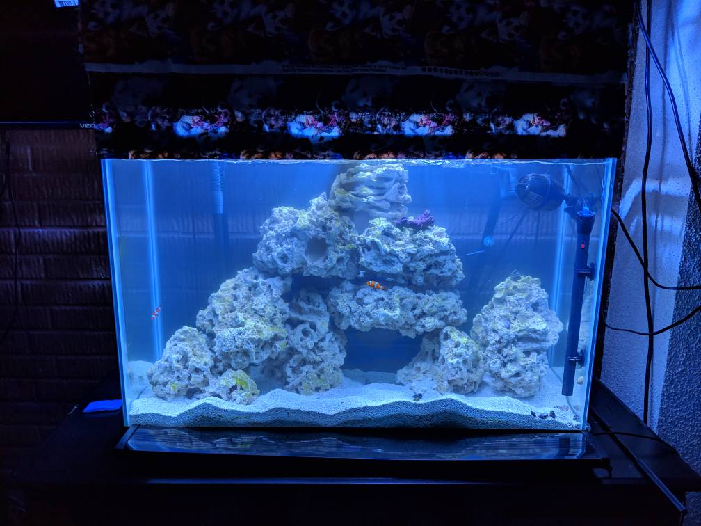 Copepods cleaned my glass... | REEF2REEF Saltwater and Reef Aquarium Forum