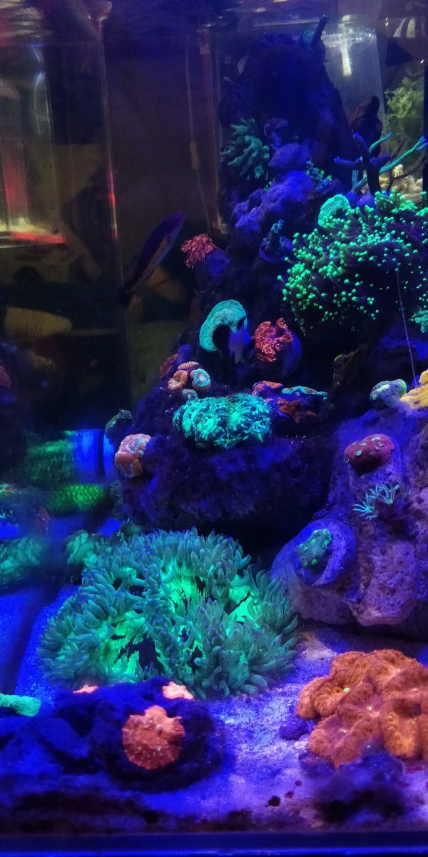 How do I make my scape look more leveled (coral scape) | REEF2REEF ...