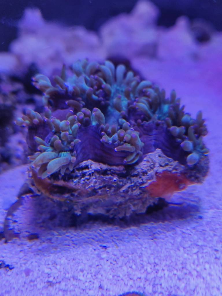 Dusty like debris on coral | Reef2Reef