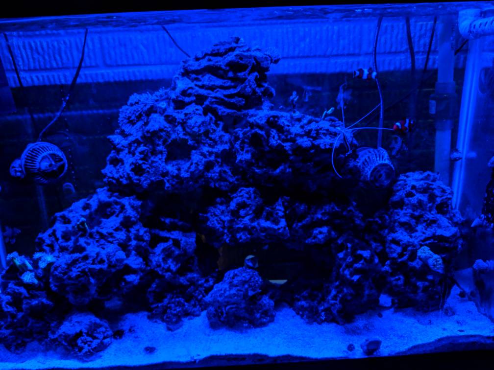 Share your experience with Red Sea NOPOX | REEF2REEF Saltwater and Reef  Aquarium Forum