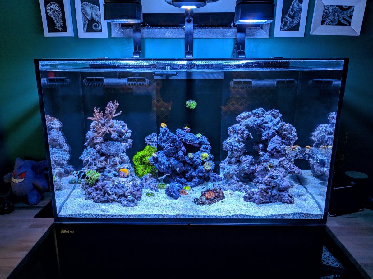 Build - Clabern's Red Sea Reefer 250 | REEF2REEF Saltwater and Forum