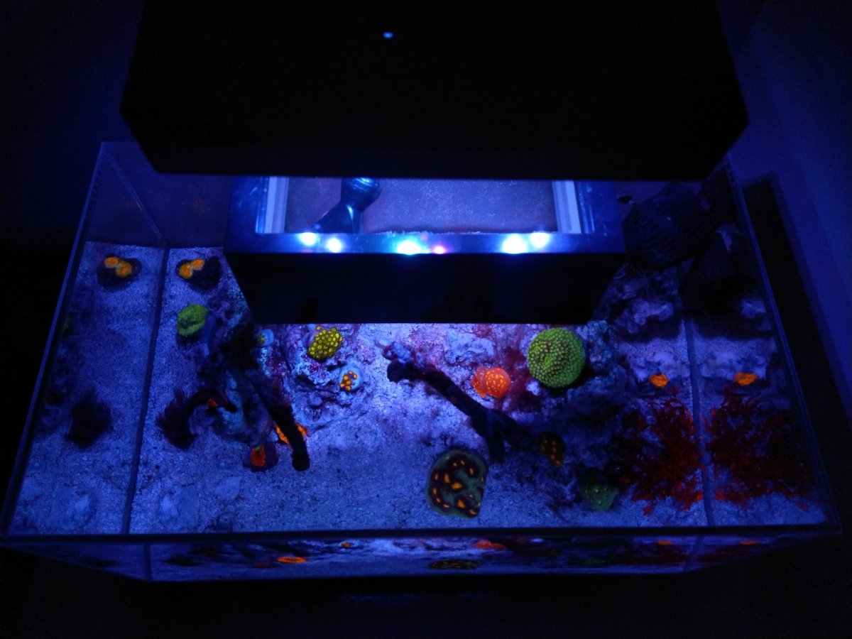 Nano Build - Fluval Edge 6g and Spec V with 20g Sump and ADA Imitation Stand  | REEF2REEF Saltwater and Reef Aquarium Forum