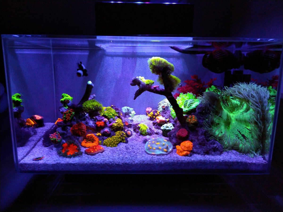 Nano Build - Fluval Edge 6g and Spec V with 20g Sump and ADA Imitation  Stand | REEF2REEF Saltwater and Reef Aquarium Forum