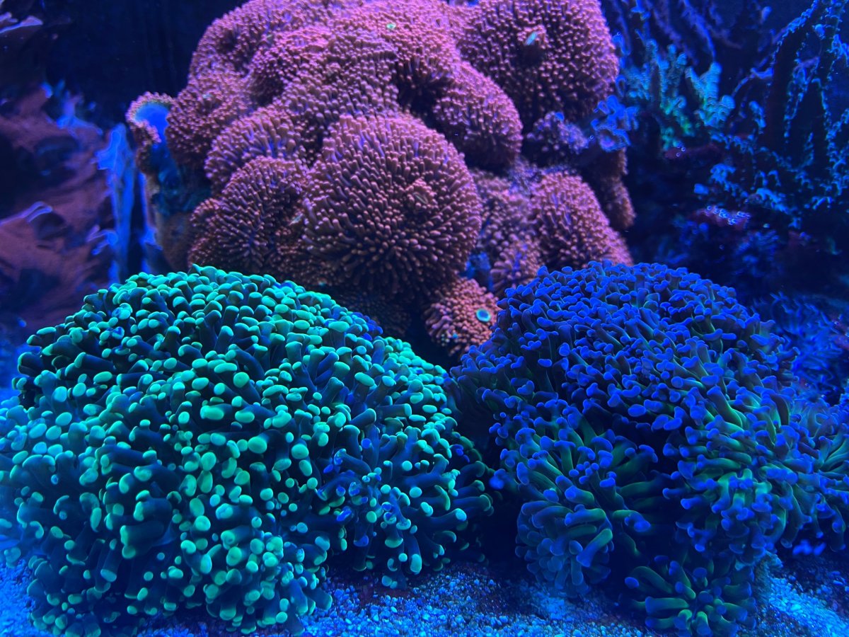 Can someone help me with a per head price on these hammer and frogspawn? |  REEF2REEF Saltwater and Reef Aquarium Forum