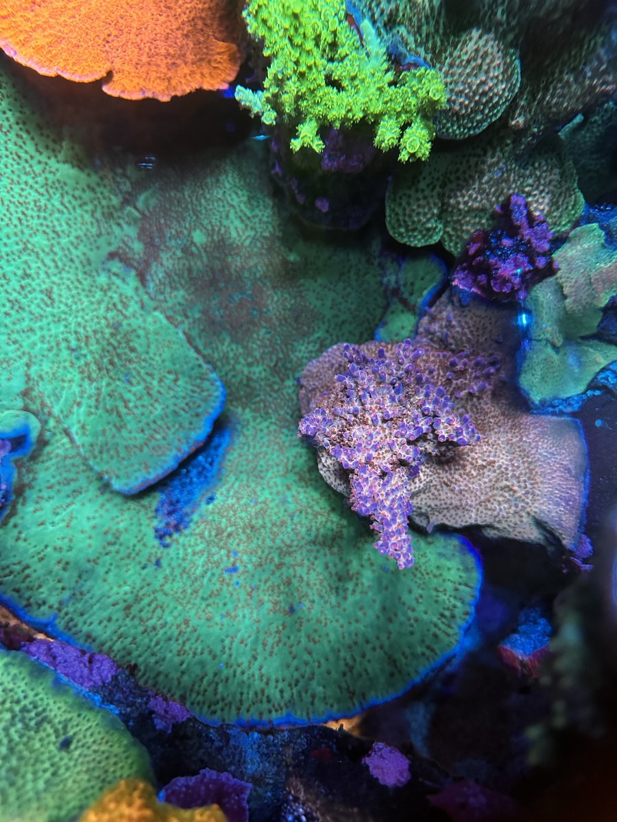 A few from @Battlecorals that are looking good | Reef2Reef