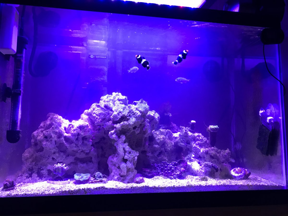 White lights and blue lights. | REEF2REEF Saltwater and Reef Aquarium Forum