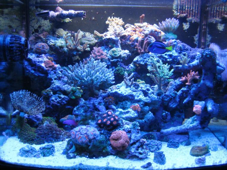 AIO Build - Y-Diver's 29G SPS/LPS/Paly/Zoa Biocube | REEF2REEF Saltwater  and Reef Aquarium Forum