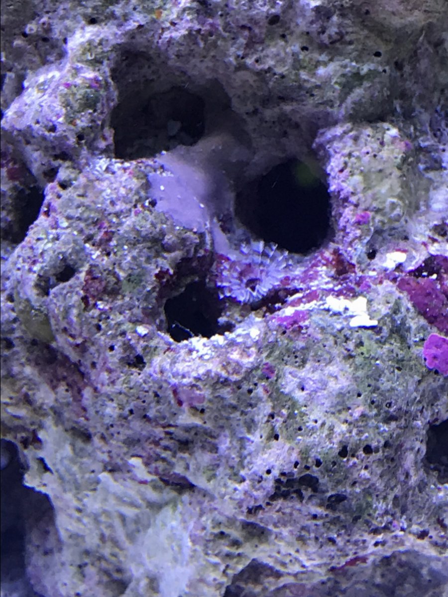 Tiny feather dusters? | REEF2REEF Saltwater and Reef Aquarium Forum