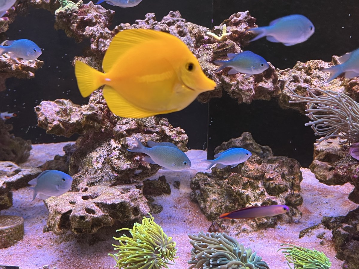 Biota Yellow Tang Color Progression | Reef2Reef