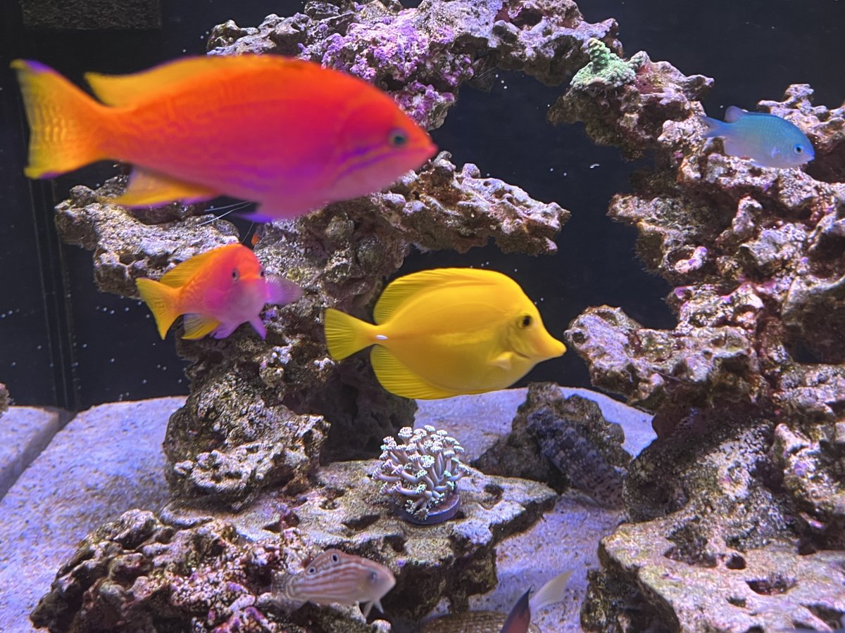 Biota Yellow Tang Color Progression | REEF2REEF Saltwater and Reef ...