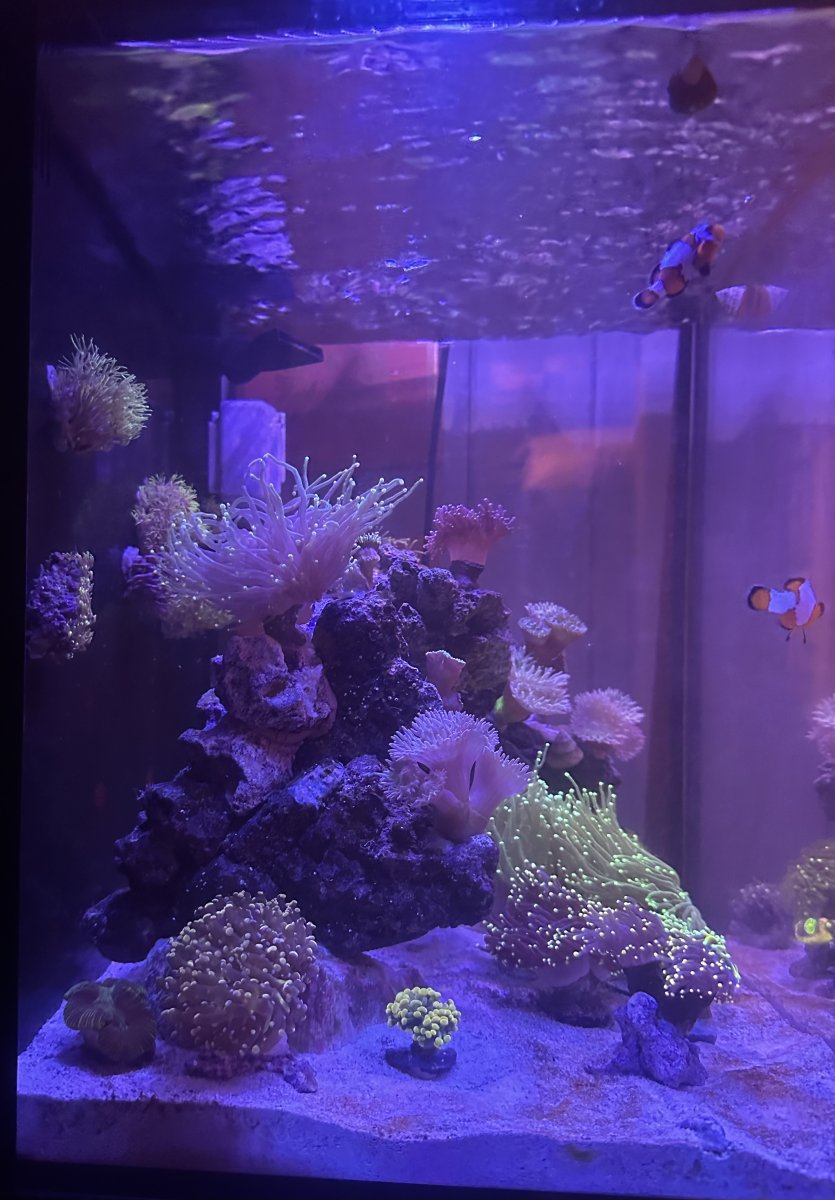 Show off your nano reefs here! | Page 6 | REEF2REEF Saltwater and Reef ...