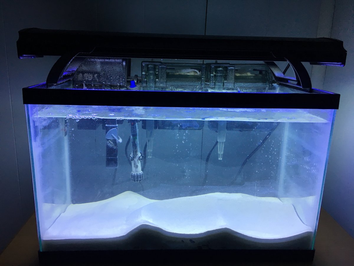 Can I use just actinic light or no? | REEF2REEF Saltwater and Reef Aquarium  Forum