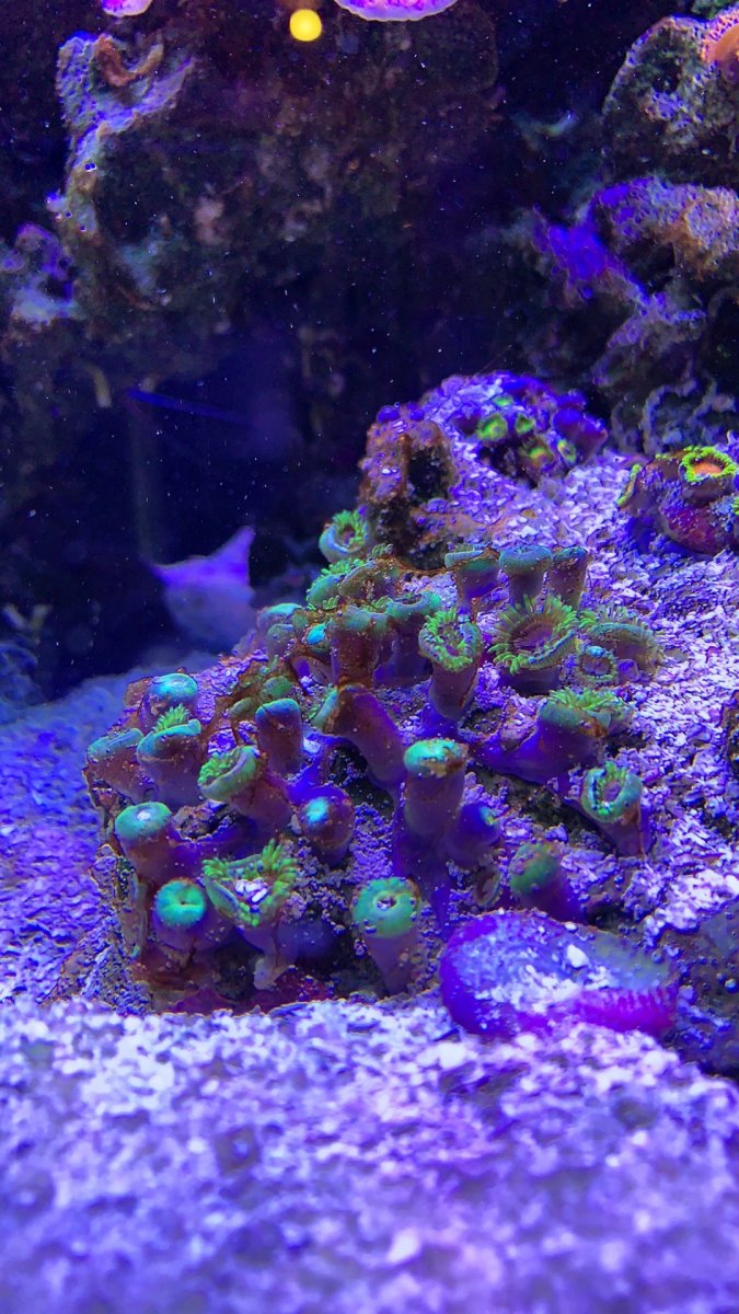 Brown / Red stringy algae... dinos? | Reef2Reef