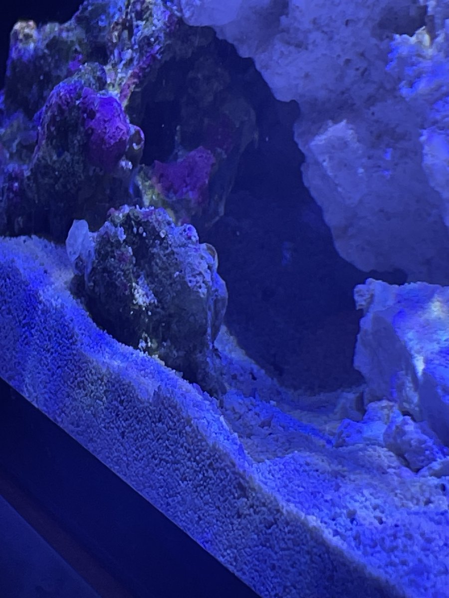 Build Thread - Starting up my 15 gallon cube! | REEF2REEF Saltwater and ...
