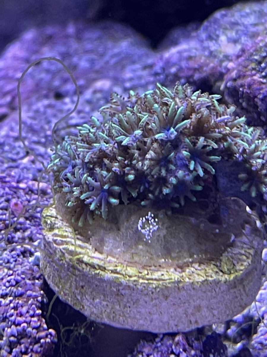 Egg sac/egg in bubble ID (pls) | REEF2REEF Saltwater and Reef Aquarium Forum