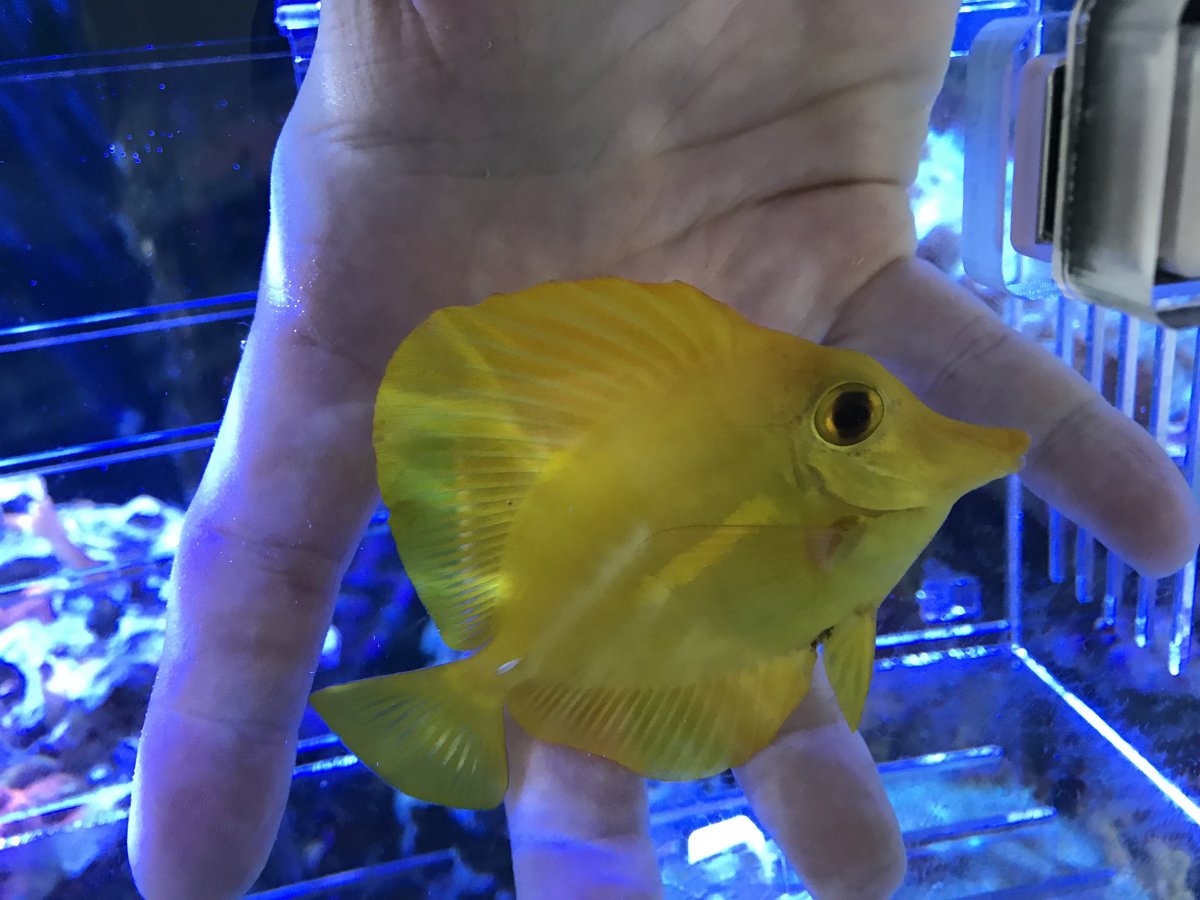 Can I Save My Yellow Tang? | REEF2REEF Saltwater and Reef Aquarium ...