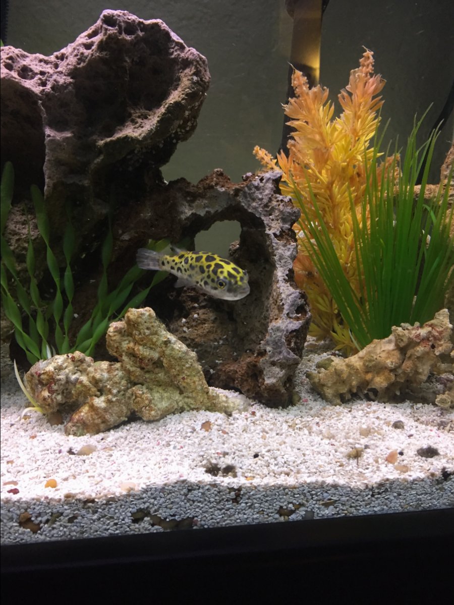 New Green Spotted Puffer Named Pickle here | REEF2REEF Saltwater and Reef  Aquarium Forum