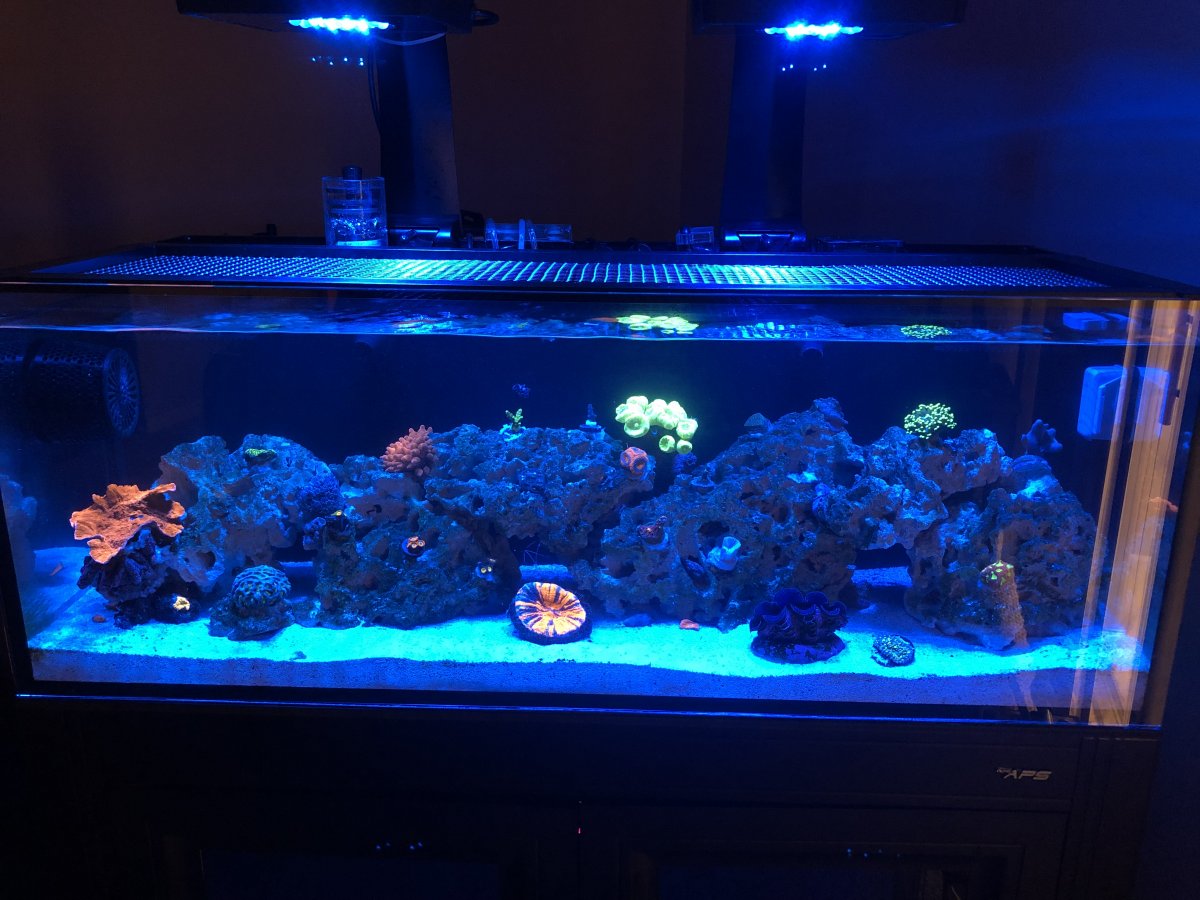 Build Thread - mixed reef tank novo 30L fully $$$$ | REEF2REEF Reef Aquarium Forum