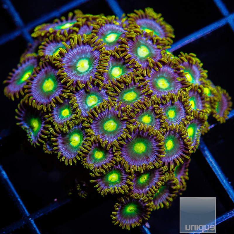 jc-Cookie Monster Zoanthid Colony 149 55.JPG
