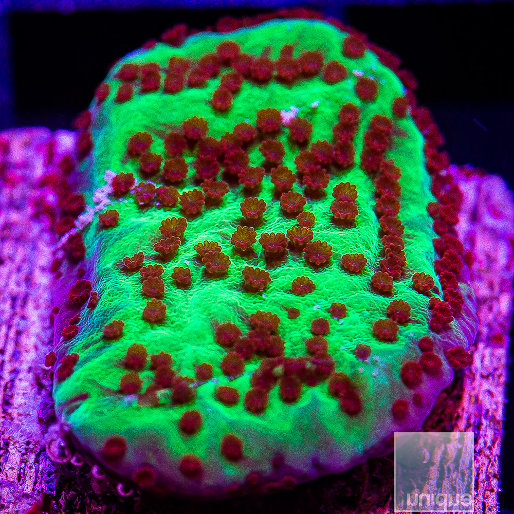 Jedi Mind Trick Montipora 34 10.JPG