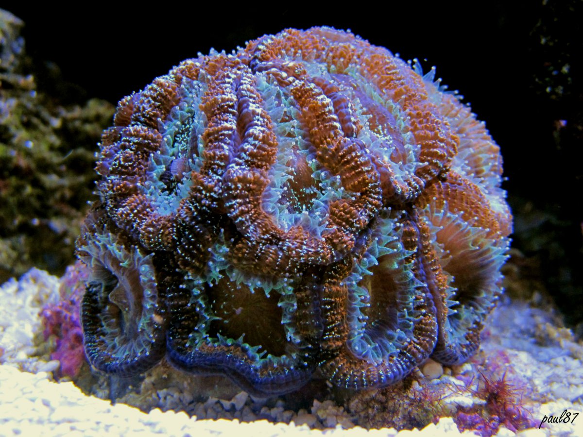 QUESTION OF THE DAY - Spot Feeding Corals: Do you and what are you feeding?  | REEF2REEF Saltwater and Reef Aquarium Forum