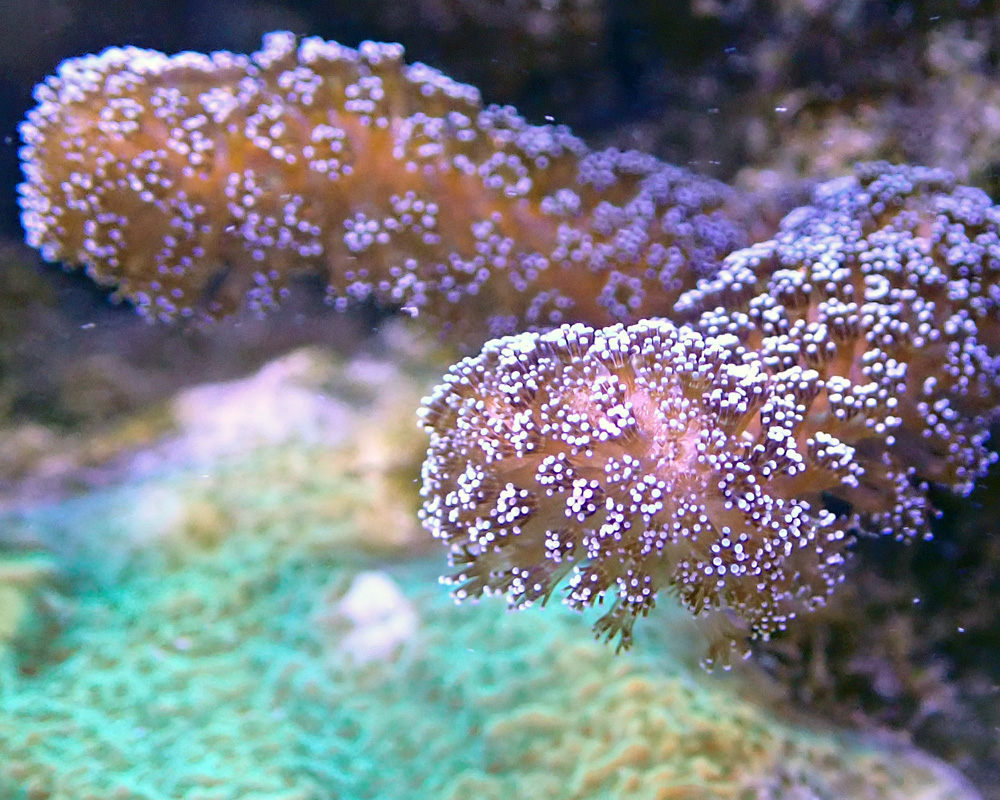 korall.jpg