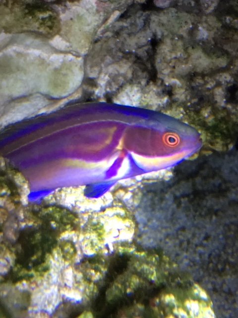 Labouts Fairy Wrasse.JPG