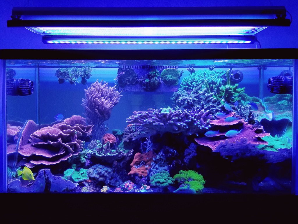 LED-light-coral-pop-orphek-1.jpg
