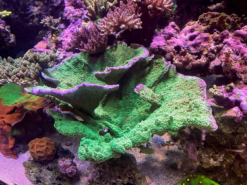 Leng Sy-Show off | REEF2REEF Saltwater and Reef Aquarium Forum