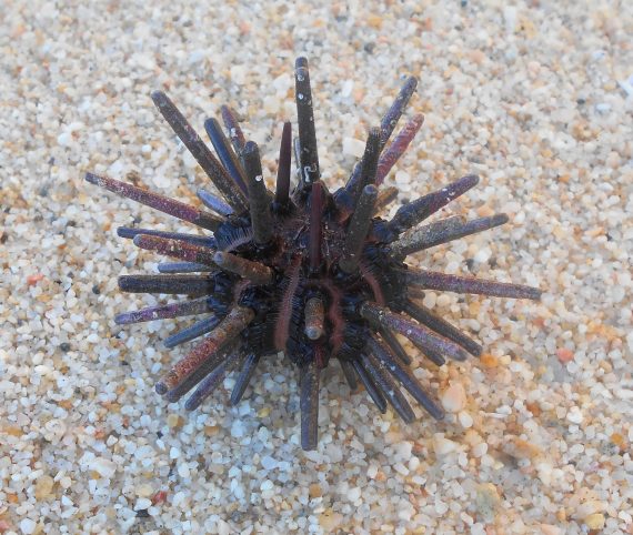 Id sea urchin? Cannot find info online | REEF2REEF Saltwater and Reef  Aquarium Forum