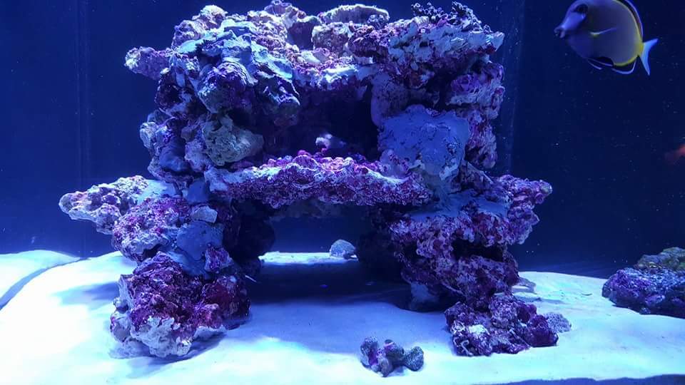 Show Off And Discuss Your Red Sea Reefer Series 