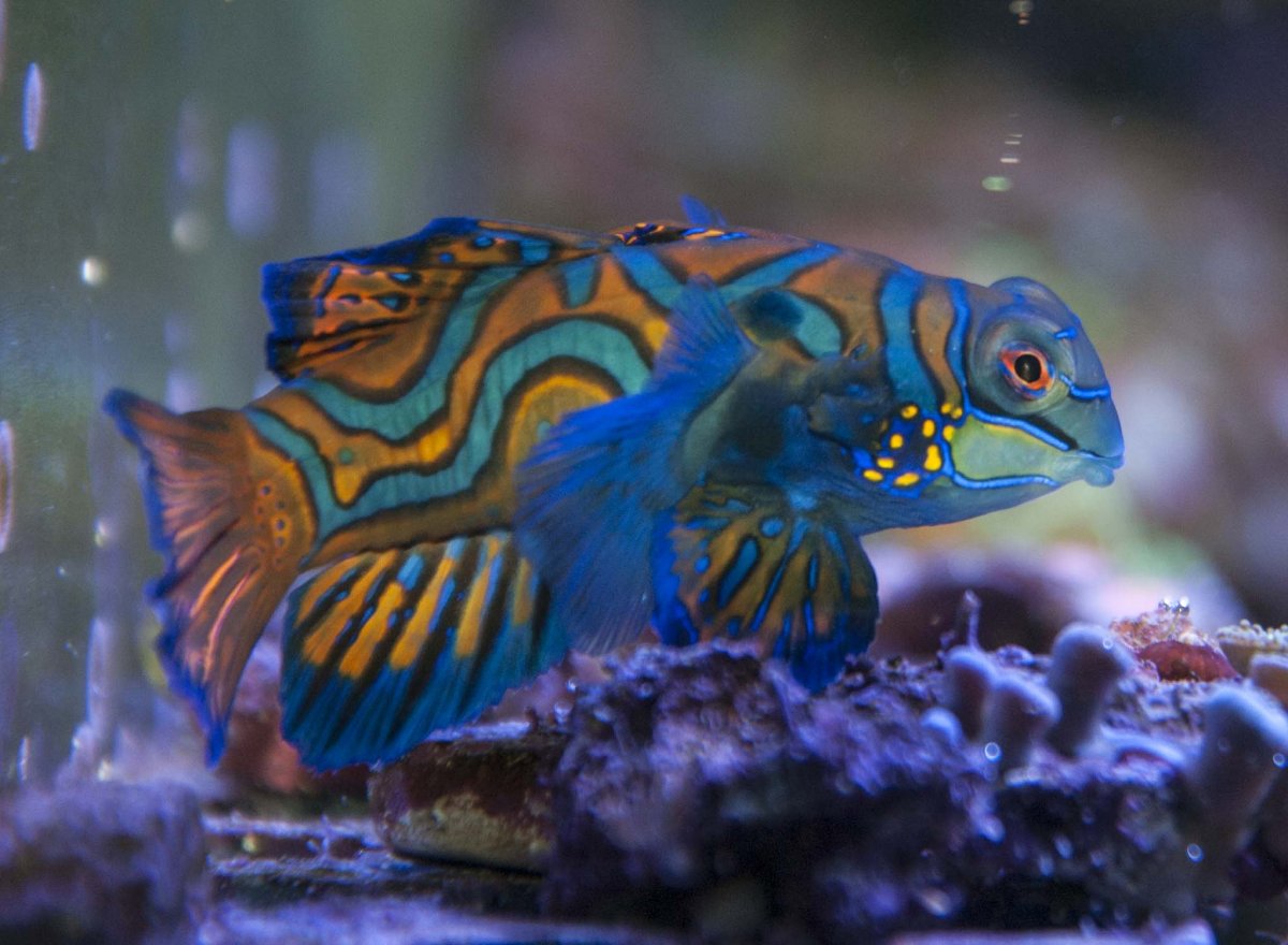 July, 2018 Potm Contest - Mandarin Fish 