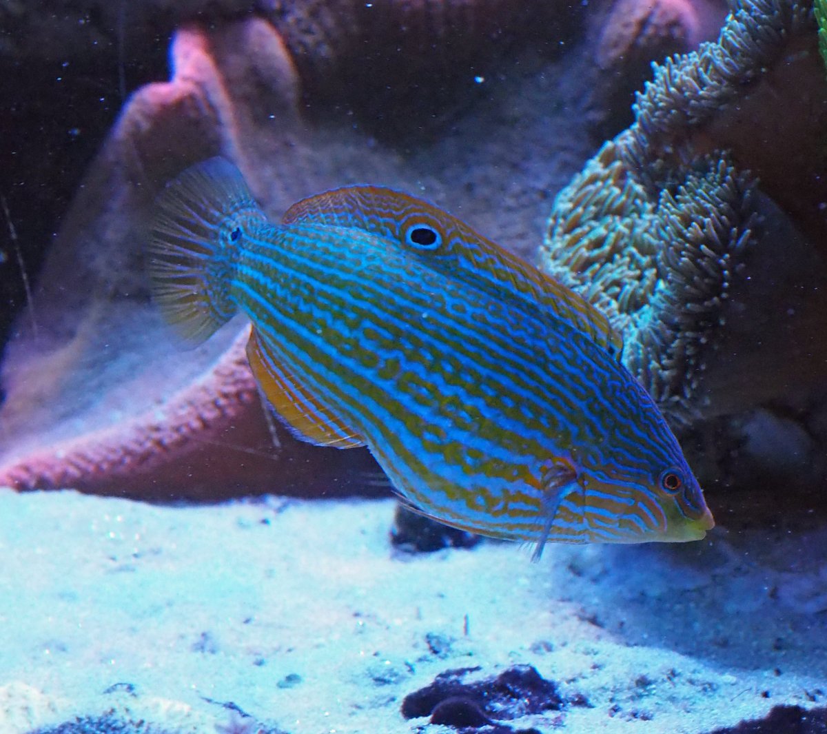 Vrolik's Wrasse Reef Compatibility 