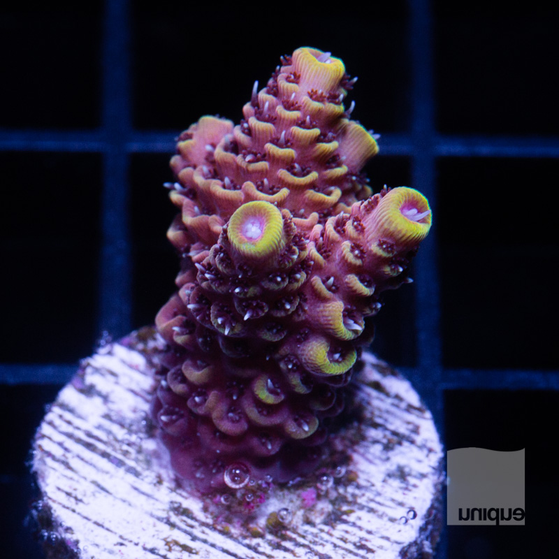 Millepora with Potential 79 49.jpg