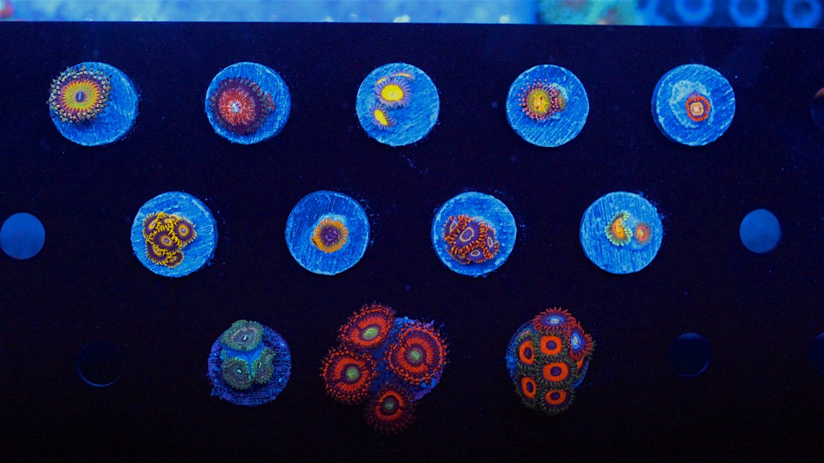 Collector Zoanthid Pack. Butt Kissers,Money Shots,Tree House of  Horrors,Acid Reflux,Rainbow Hornet | REEF2REEF Saltwater and Reef Aquarium  Forum