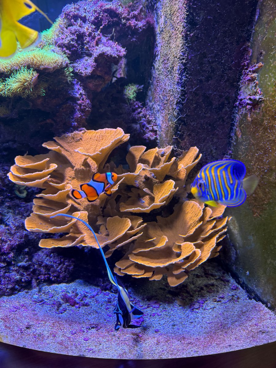 Who else uses Seachem's Pond Matrix in their reef as a Bio Media ? |  REEF2REEF Saltwater and Reef Aquarium Forum