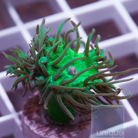 MS-duncan coral 8 19.jpg