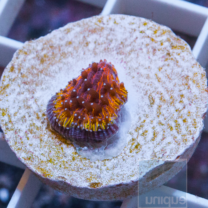 MS-jack o lantern plate coral 59 129.jpg