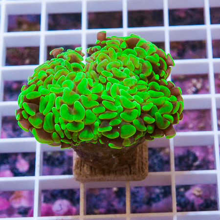 MS-neon hammer coral 34 59.jpg