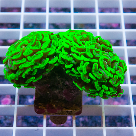 MS-neon hammer coral 68 99.jpg