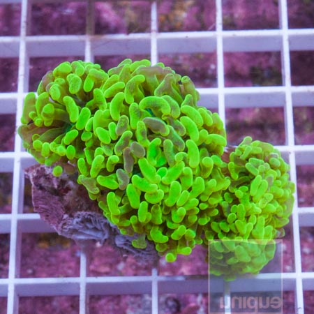 MS-toxic hammer coral 139 199.jpg