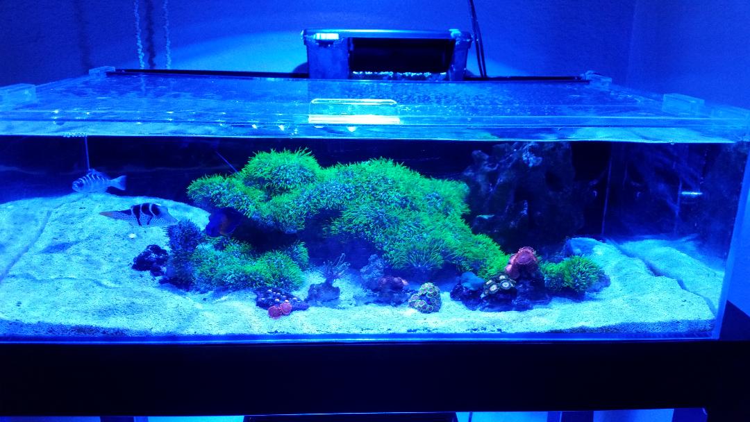 Best Nano reef tank Filtration | REEF2REEF Saltwater and Reef Aquarium Forum