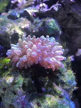 Identify Bubble Tip | REEF2REEF Saltwater and Reef Aquarium Forum