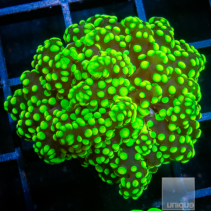 Neon Frogspawn 69 38.JPG