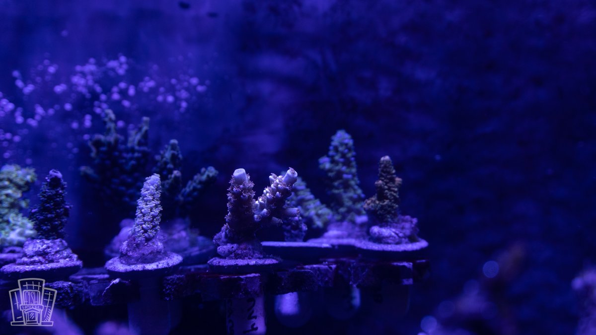 New Coral-6.jpg